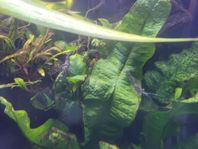 macrobrachium assamense