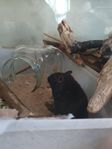 Gerbil Hane