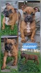 Valpar olde english bulldog x bully LEVERANSKLARA!