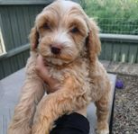 australian labradoodle leveransklara valpar