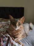 Somali katt hona