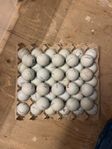 49st mix Pro V1/V1X & Tp5 & Chrome Soft Golfbollar