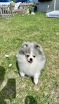 Pomeranian 