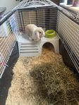 Dvärgvädurshane 1år säljes
