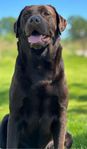 labrador