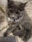 kattungar 