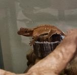 Ögonfransad gecko och Terrarium 