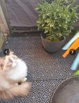 Ragdoll- Neva Masquerad- Angora 