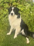 Border collie hane 