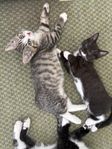 sötaste kattungarna bondkatt/huskatt
