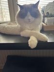  Renrasig Ragdoll hane – 1 år, chipad & vaccinerad 