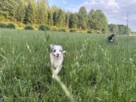 Leveransklar Border Collie Valp
