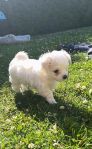 Maltipoo Valp Tik