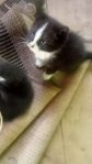 kattunge