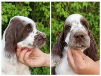 Engelsk springer spaniel hane