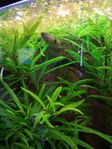 2 st Fengädda (polypterus delhezi)