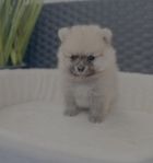 Pomeranian hane SKK