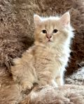 Mysiga kattungar, Maine coon, Norsk skogskatt, Bengal mix.