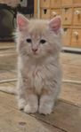 Mysiga kattungar, Maine coon, Norsk skogskatt, Bengal mix. 