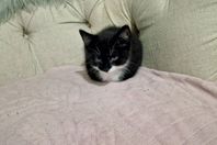 kattungar till salu