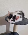 kattunge till salu 