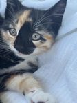 Ljuvliga kattungar söker sina nya hem