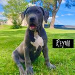 American bully xl valpar (tikar)