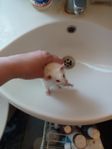 puss go tös 
