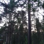 Grova timmerträd.