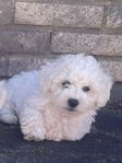 Bichon Frise Valp