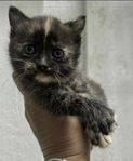 kattunge/kattungar