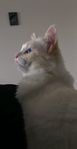 kärleksfull katt