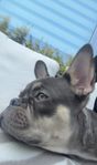 Fransk Bulldog, Hane, 5mån, Omplacering 