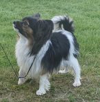 papillontik