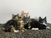 Mysiga semilånghåriga kattungar söker kärleksfulla hem