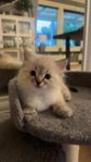 Ragdoll kattungar med stamtavla