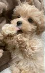 maltipoo