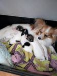 Papillon