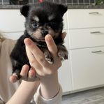 små pomeranian  