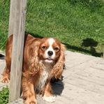 Cavalier King Charles Spaniel 