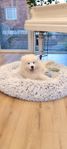 Samojed valpar, Skk registrerade 