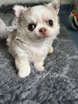 Chihuahua valpar långhåriga