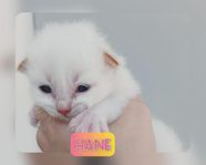 Ragdoll kattunge söker nytt hem !