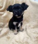 Chihuahua Papillon hanvalp 