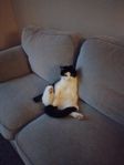 Katt omplacering