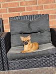 Chihuahua valp