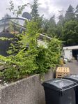 Avenbok plantor  