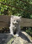 kattungar 