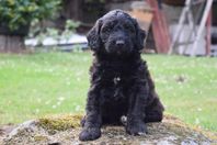 multigeneration labradoodles Fällfri