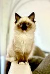 Charmig Ragdoll-hane  vaccinerad & chipmärkt